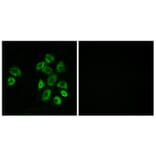 Immunofluorescence - Anti-GPRC5B Antibody (G318) - Antibodies.com