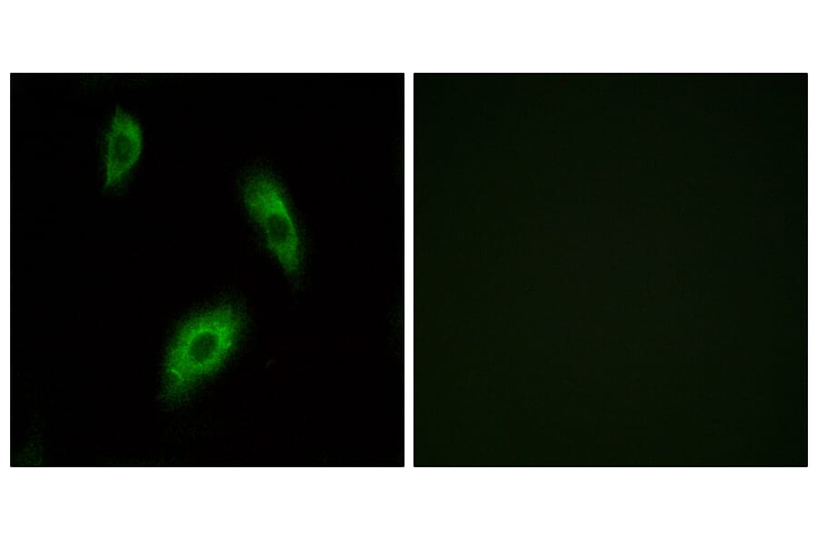 Immunofluorescence - Anti-GPR174 Antibody (G312) - Antibodies.com