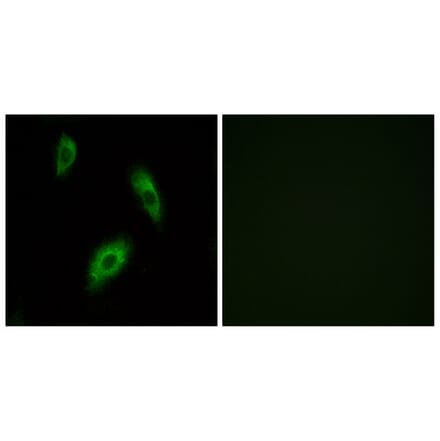 Immunofluorescence - Anti-GPR174 Antibody (G312) - Antibodies.com