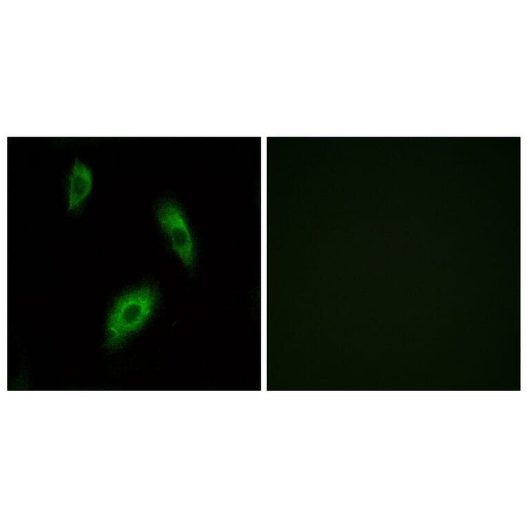 Immunofluorescence - Anti-GPR174 Antibody (G312) - Antibodies.com