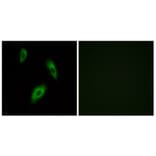 Immunofluorescence - Anti-GPR174 Antibody (G312) - Antibodies.com