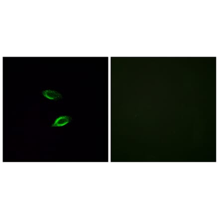 Immunofluorescence - Anti-GPR157 Antibody (G306) - Antibodies.com