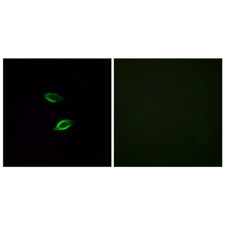 Immunofluorescence - Anti-GPR157 Antibody (G306) - Antibodies.com