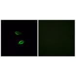 Immunofluorescence - Anti-GPR157 Antibody (G306) - Antibodies.com