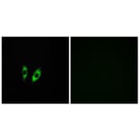 Immunofluorescence - Anti-GPR156 Antibody (G305) - Antibodies.com