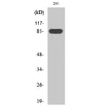 Western Blot - Anti-GPR156 Antibody (G305) - Antibodies.com