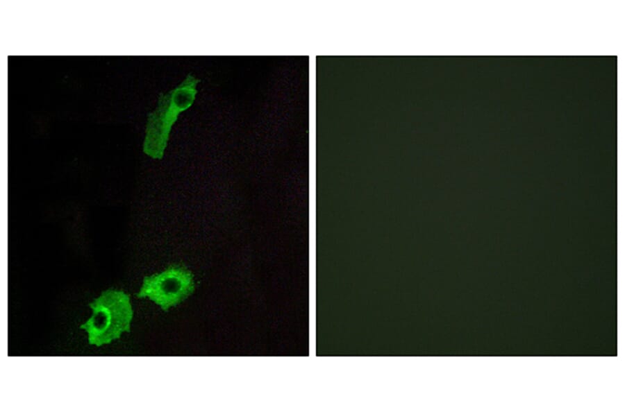 Immunofluorescence - Anti-GPR151 Antibody (G137) - Antibodies.com