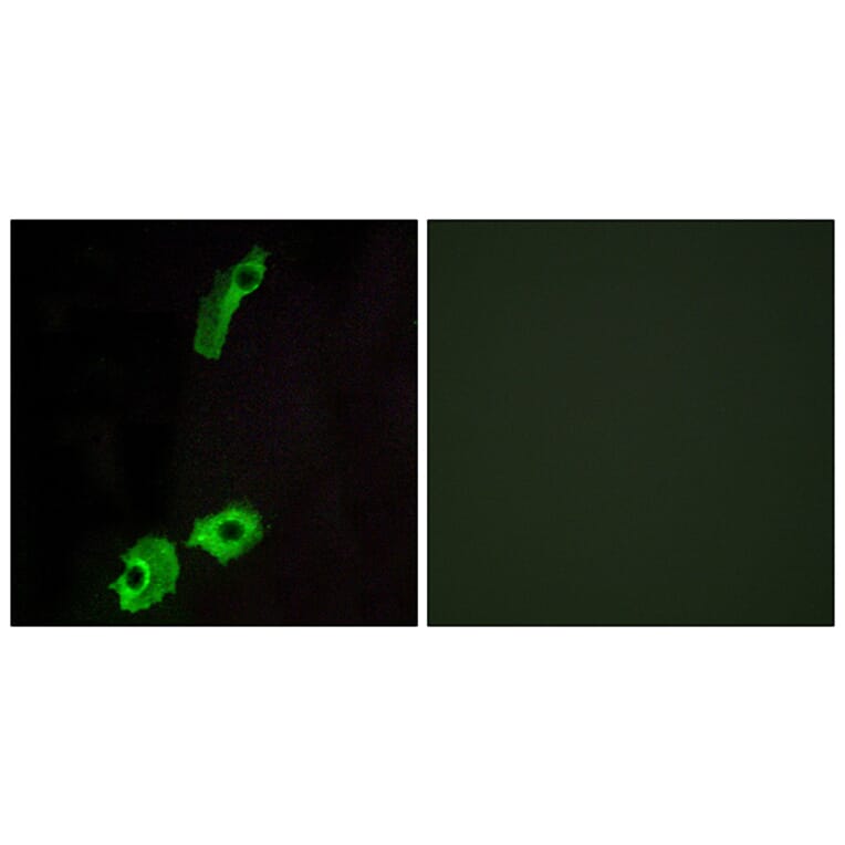 Immunofluorescence - Anti-GPR151 Antibody (G137) - Antibodies.com