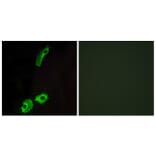 Immunofluorescence - Anti-GPR151 Antibody (G137) - Antibodies.com