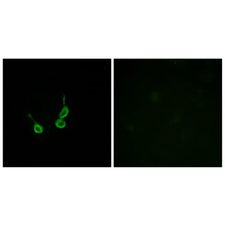 Immunofluorescence - Anti-GPR150 Antibody (G136) - Antibodies.com