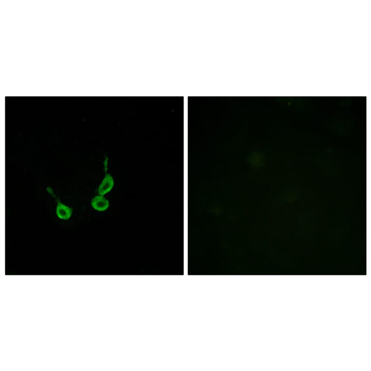 Immunofluorescence - Anti-GPR150 Antibody (G136) - Antibodies.com
