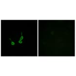 Immunofluorescence - Anti-GPR150 Antibody (G136) - Antibodies.com