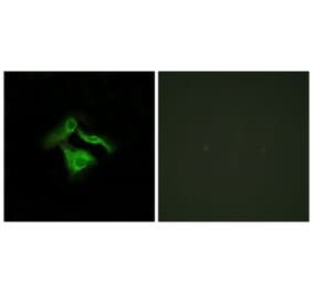 Immunofluorescence - Anti-GPR149 Antibody (G300) - Antibodies.com