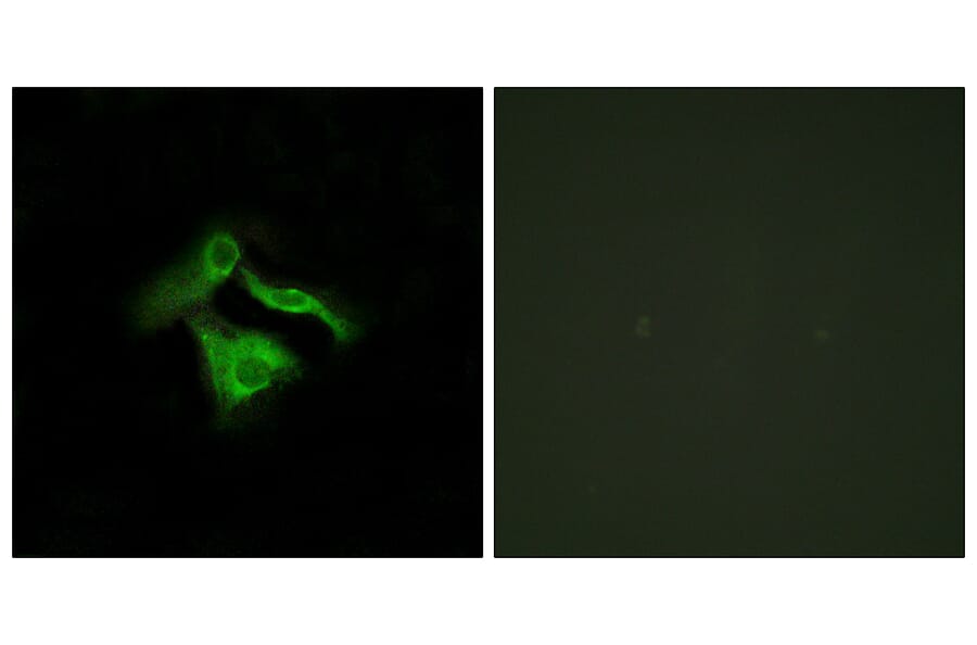 Immunofluorescence - Anti-GPR149 Antibody (G300) - Antibodies.com