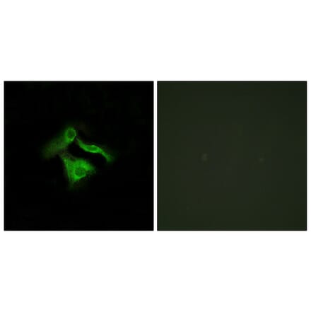 Immunofluorescence - Anti-GPR149 Antibody (G300) - Antibodies.com