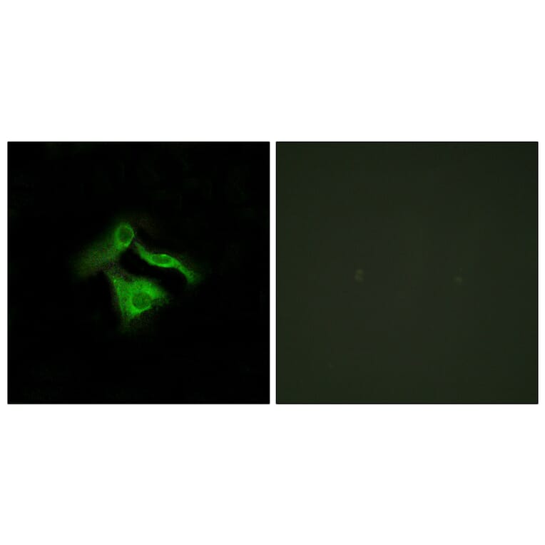 Immunofluorescence - Anti-GPR149 Antibody (G300) - Antibodies.com