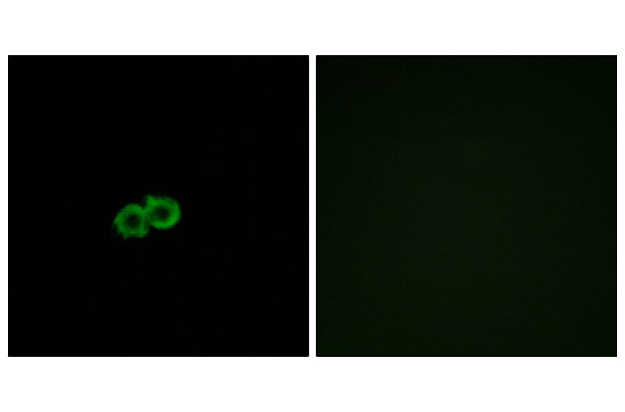 Immunofluorescence - Anti-GPR142 Antibody (G296) - Antibodies.com