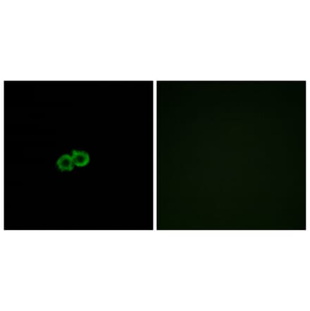 Immunofluorescence - Anti-GPR142 Antibody (G296) - Antibodies.com