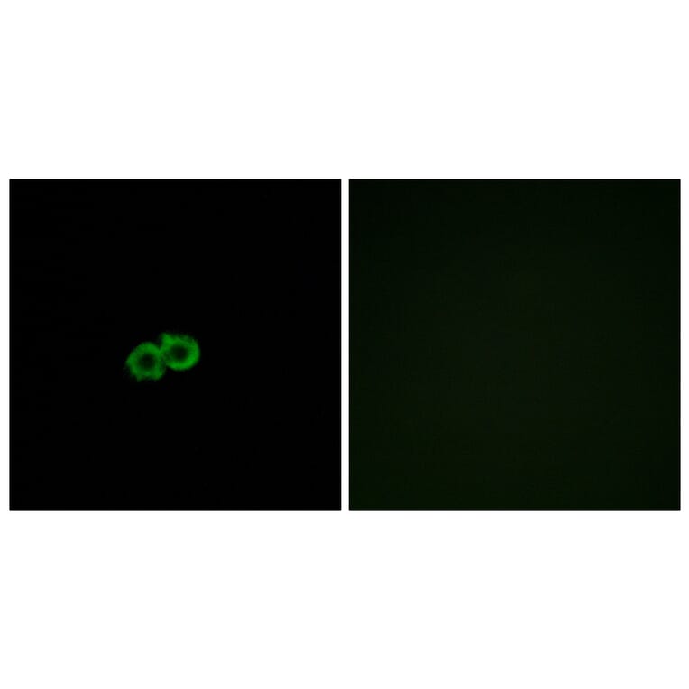 Immunofluorescence - Anti-GPR142 Antibody (G296) - Antibodies.com