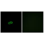 Immunofluorescence - Anti-GPR142 Antibody (G296) - Antibodies.com