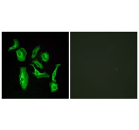 Immunofluorescence - Anti-GPR133 Antibody (G292) - Antibodies.com