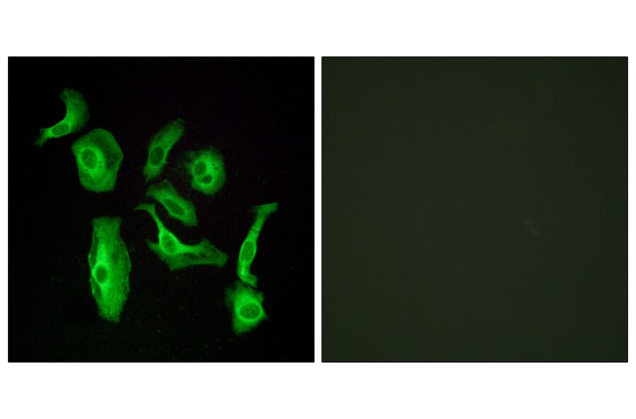 Immunofluorescence - Anti-GPR133 Antibody (G292) - Antibodies.com