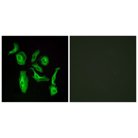 Immunofluorescence - Anti-GPR133 Antibody (G292) - Antibodies.com