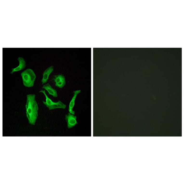 Immunofluorescence - Anti-GPR133 Antibody (G292) - Antibodies.com