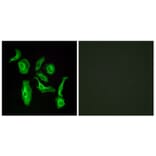 Immunofluorescence - Anti-GPR133 Antibody (G292) - Antibodies.com