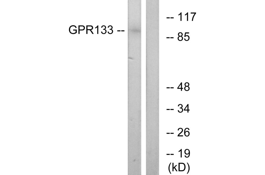 Western Blot - Anti-GPR133 Antibody (G292) - Antibodies.com