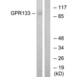 Western Blot - Anti-GPR133 Antibody (G292) - Antibodies.com