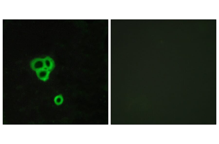 Immunofluorescence - Anti-GPR119 Antibody (G125) - Antibodies.com