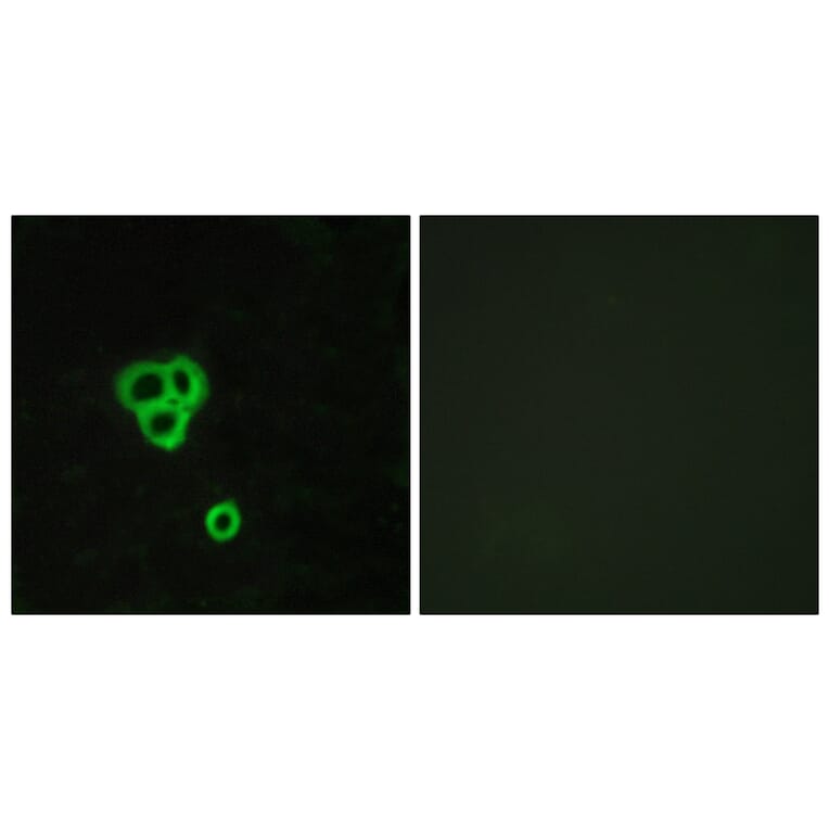 Immunofluorescence - Anti-GPR119 Antibody (G125) - Antibodies.com