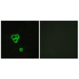 Immunofluorescence - Anti-GPR119 Antibody (G125) - Antibodies.com