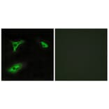 Immunofluorescence - Anti-GPR116 Antibody (G286) - Antibodies.com