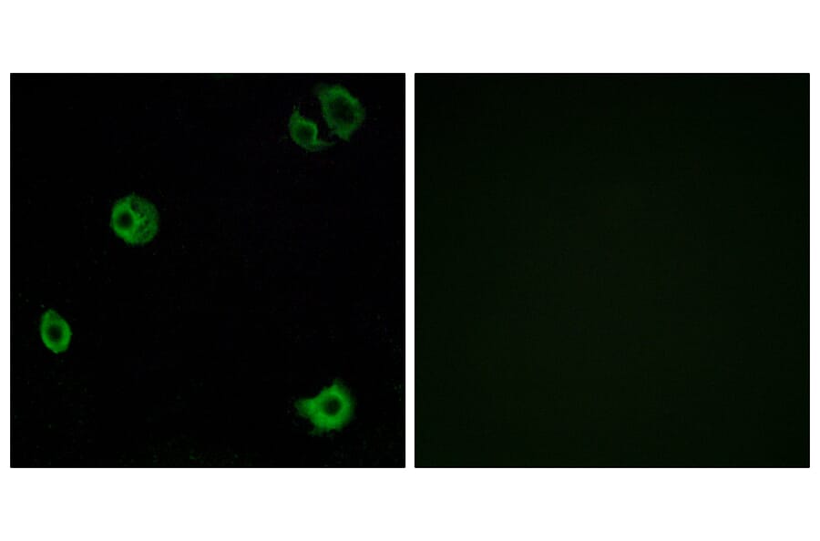 Immunofluorescence - Anti-GPR110 Antibody (G122) - Antibodies.com