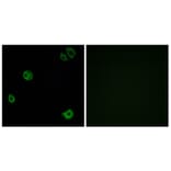Immunofluorescence - Anti-GPR110 Antibody (G122) - Antibodies.com