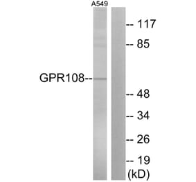 Western Blot - Anti-GPR108 Antibody (G280) - Antibodies.com