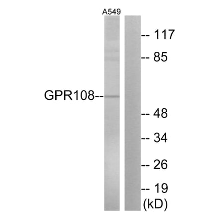Western Blot - Anti-GPR108 Antibody (G280) - Antibodies.com