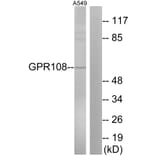 Western Blot - Anti-GPR108 Antibody (G280) - Antibodies.com