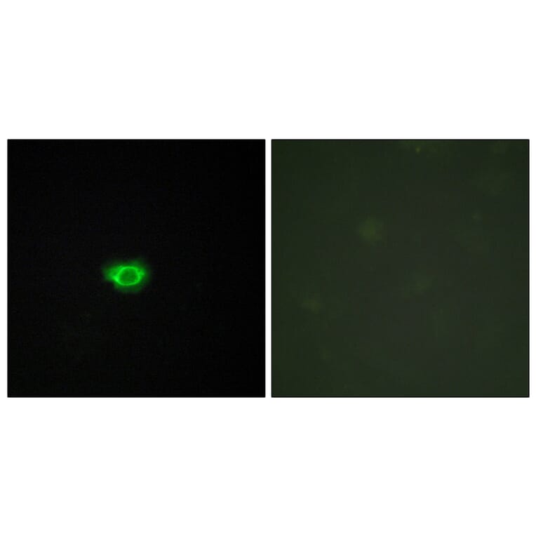 Immunofluorescence - Anti-GPR108 Antibody (G280) - Antibodies.com