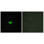 Immunofluorescence - Anti-GPR108 Antibody (G280) - Antibodies.com