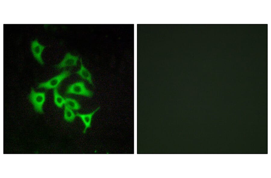 Immunofluorescence - Anti-GPR100 Antibody (G117) - Antibodies.com