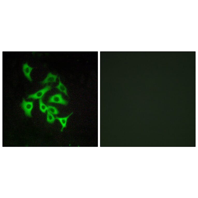 Immunofluorescence - Anti-GPR100 Antibody (G117) - Antibodies.com