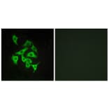 Immunofluorescence - Anti-GPR100 Antibody (G117) - Antibodies.com