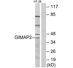 Western Blot - Anti-GIMAP2 Antibody (C16003) - Antibodies.com
