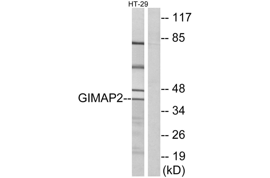 Western Blot - Anti-GIMAP2 Antibody (C16003) - Antibodies.com