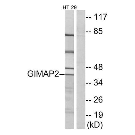 Western Blot - Anti-GIMAP2 Antibody (C16003) - Antibodies.com