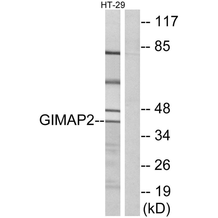 Western Blot - Anti-GIMAP2 Antibody (C16003) - Antibodies.com