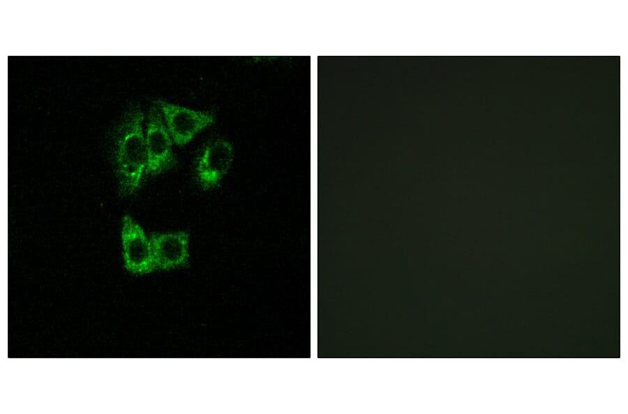 Immunofluorescence - Anti-GIMAP2 Antibody (C16003) - Antibodies.com